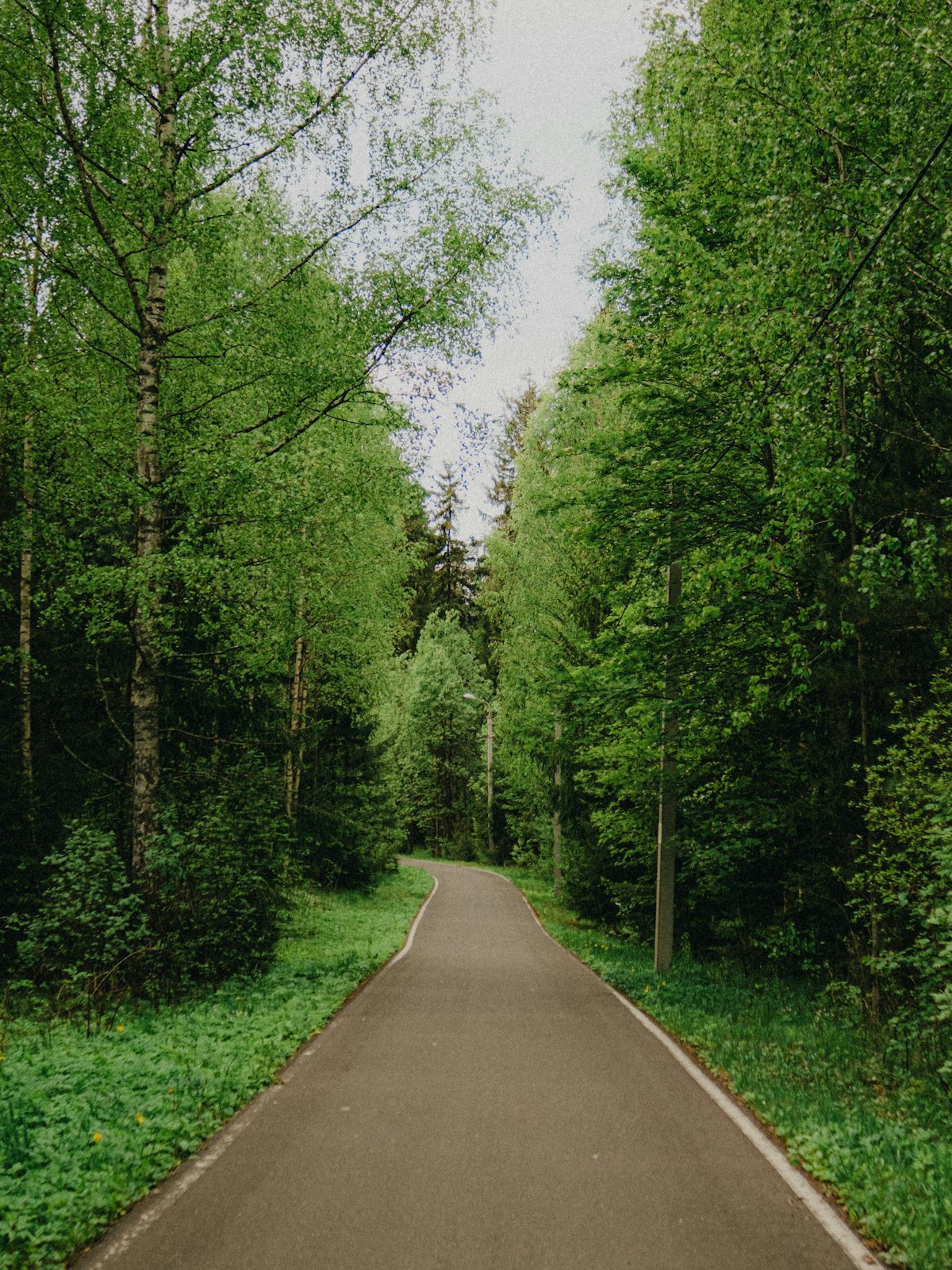 A quiet path through the forest